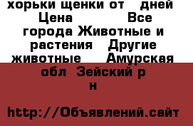 хорьки щенки от 35дней › Цена ­ 4 000 - Все города Животные и растения » Другие животные   . Амурская обл.,Зейский р-н